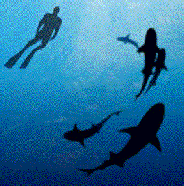 sharkwater