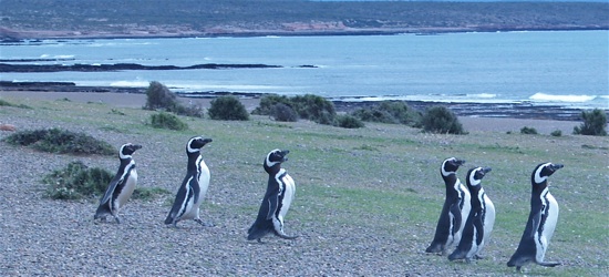 penguins_marching_5003