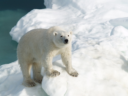 bear_looking_up