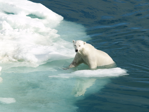 polar-bear-norway