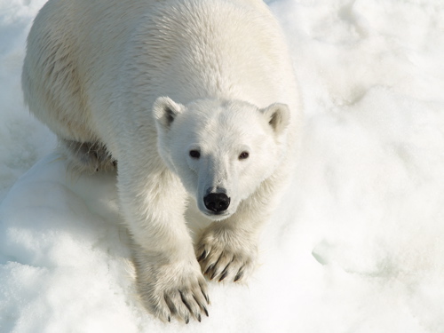 polar_bear_closeup