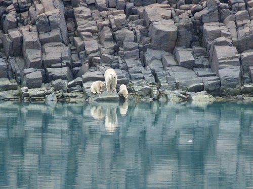 polar_bear_family