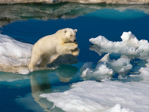 polar_bear_ice_paul_nicklen